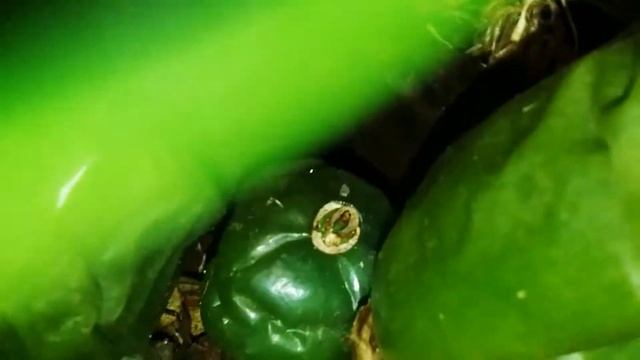 ЦЕЛОГИНА КРИСТАТА??? РАЗВИВАЮЩИЕ ЦВЕТОНОСЫ.КАТЛЛЕЯ ПОЧТИ ГОД БЕЗ КОРНЕЙ. смотреть онлайн