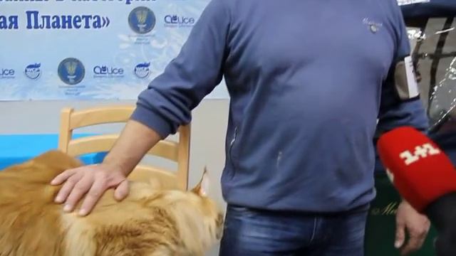 Кекс - самый большой кот в Украине (мейнкун) смотреть онлайн