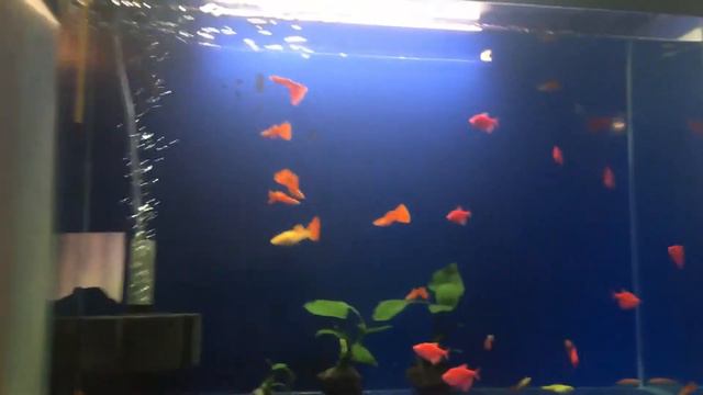 Кристально чистая вода смотреть онлайн