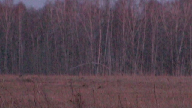 Косачиный ток