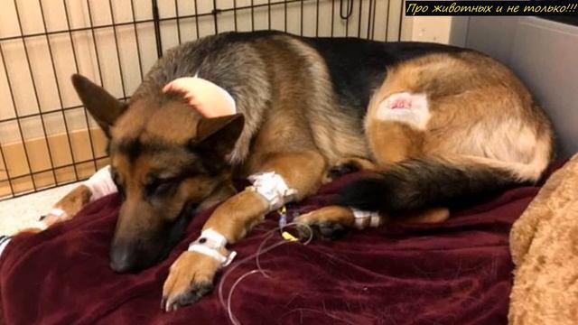 Овчарка приняла на себя 4 П У Л И и тут же свалилась на пол! РЕКС защищал хозяина до последнего!