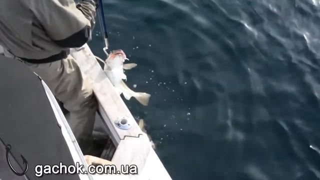Морская рыбалка на севере смотреть онлайн