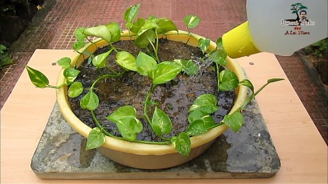 How to grow and care Money Plant - Complete SECRET Guide смотреть онлайн