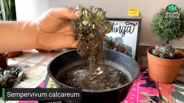 PROGRAMA 159: Cómo cuidar la Sempervivum calcareum? смотреть онлайн