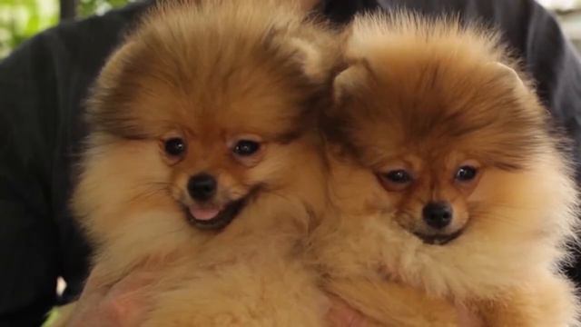 Два щенка померанского шпица в питомнике Дарикар. смотреть онлайн