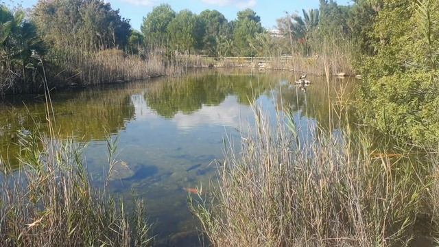 Искусственные озера, Ботанический сад Аликанте. Испания 2020 Прекрасное место для прогулок смотреть онлайн