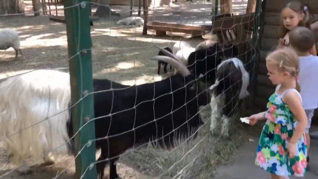 ВЛОГ Диашик в Feldman Ecopark, где много животных! смотреть онлайн