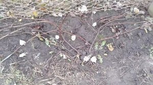 Плоскорукавность виноградной лозы. Что делать ???