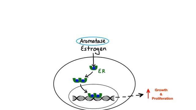 Pharmacology - CANCER DRUGS - HORMONAL THERAPY (MADE EASY).mp4