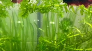 Рыбки петушки подростки. Чем кормить?