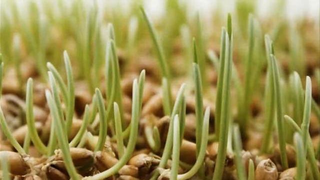 Витамины для кур зимой: проращивание зерна смотреть онлайн