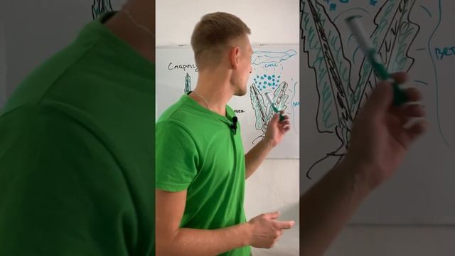 Чистка туй. Когда нужно чистить туи. смотреть онлайн