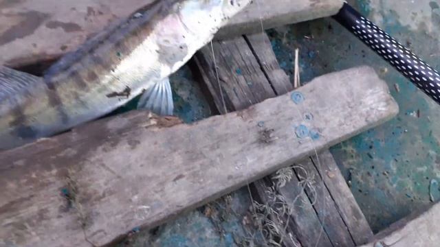 Рыбалка на реке Маныч!Улов порадовал!!! смотреть онлайн