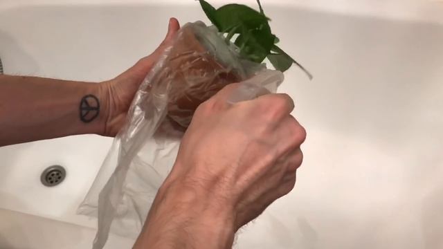ВЛОГ Будни Цветоголика » Уход за Комнатными растениями, Душ для Растений смотреть онлайн