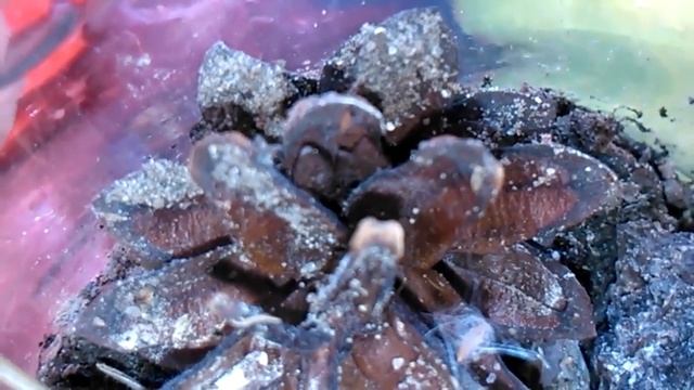 ВЕЧНЫЙ ТЕРРАРИУМ В БАНКЕ  - [4 МЕСЯЦА СПУСТЯ]  террариум /  флорариум / вечный аквариум / Terrarium