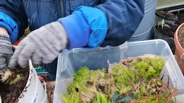 Как сохранить БЕГОНИИ до следующего сезона? Размножение моим любимым способом смотреть онлайн