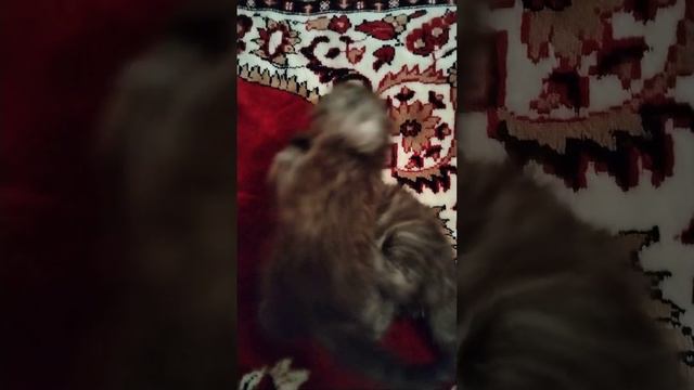 котята шотландские вислоухие 2 мальчика смотреть онлайн