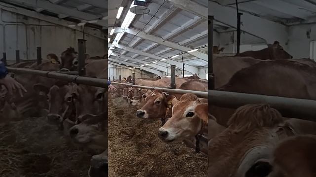 Джерсейская корова. Ферма коров. Корма для животных. Породы коров. Содержание крс. Молочные коровы смотреть онлайн