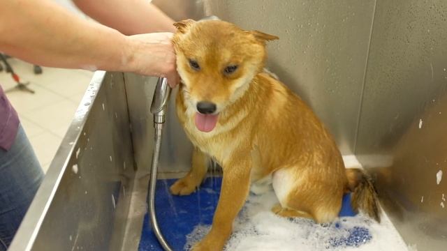 Сиба-ину - уход, содержание, груминг. Руководство пользователя. смотреть онлайн