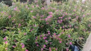 Куфея в цвету. Куфея как компаньон.