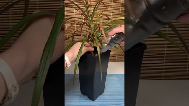 Пересаживаю драцену окаймленную #shorts #драцена #dracaena смотреть онлайн