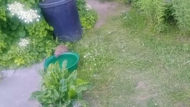 Один ежик утонул, а второй отравился? смотреть онлайн