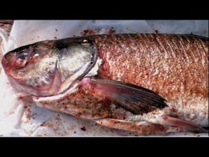 Толстолобик горячего копчения, дальневосточный шарабан, рецепты из рыбы от fisherman dv.27rus