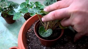 Цикламен в домашних условиях - пересадка, полив и уход за цикламеном