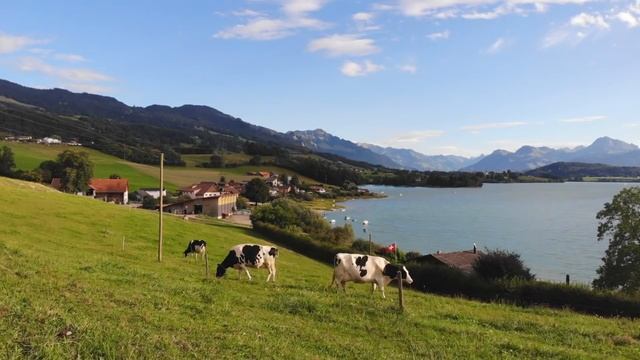 В один день в дверь позвонила незнакомка и рассказала Насте всю правду о ее муже. Было тяжело, но.. смотреть онлайн