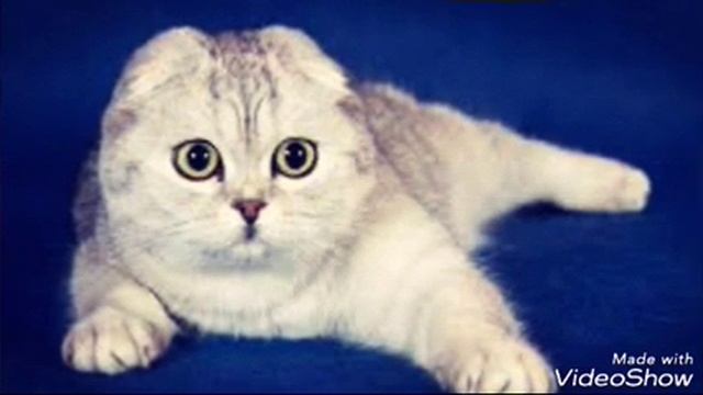 Самые красивые кошки в россии смотреть онлайн