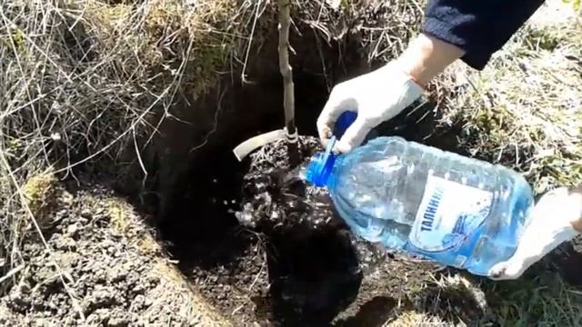 САЖАЕМ ЯБЛОНЮ 100% приживаемость / Как посадить яблоню / Правильная посадка саженца весной