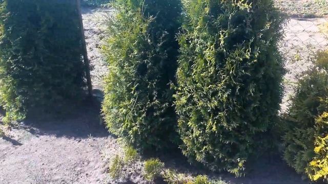 Самшит, Ель, Можжевельник, Туя в моём скромном садку. Ландшафтный дизайн. смотреть онлайн