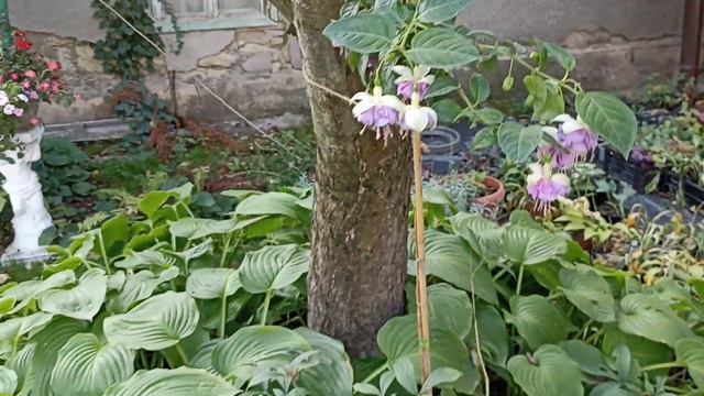 #фуксия #фуксимания  #фуксиянаштамбе