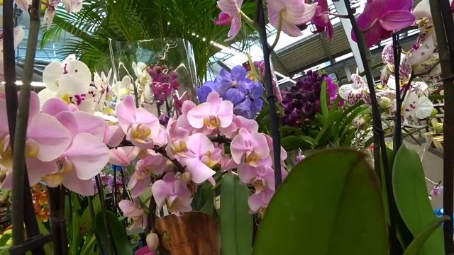 171#131 / Хобби Цветы / 06.2019 - OBI (ХИМКИ). ОБЗОР смотреть онлайн