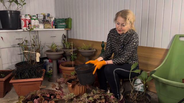 Растения из клумбы забираю в дом,Результат прошлого черенкования(gardening in Ukraine) смотреть онлайн