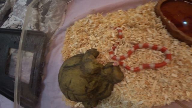 ЗМЕЯ УКУСИЛА ЗА ПАЛЕЦ! смотреть онлайн