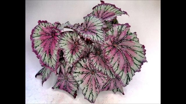 ШИКАРНЫЕ НОВИНКИ 🌺 Декоративных БЕГОНИЙ подросли смотреть онлайн