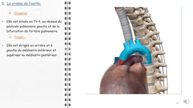 ANATOMIE FMPM MEDIASTIN смотреть онлайн