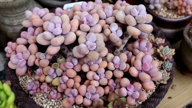 다육이 아메치스 이건 꼭 키워봐야 겠죠(多肉植物,succulent,Graptopetalum amethystinum,たにくしょくぶつ) смотреть онлайн