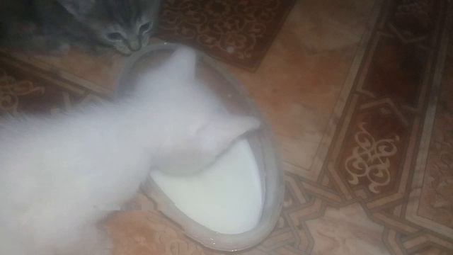 МОЯ КОШКА ПРИНЕСЛА .КОТЯТ НЕМНОЖКО. смотреть онлайн