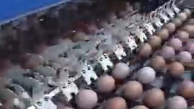 Комплекс для сортировки яиц 60 тыс.wmv смотреть онлайн