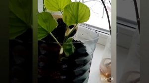 Липа. Укоренение зелёными побегами.