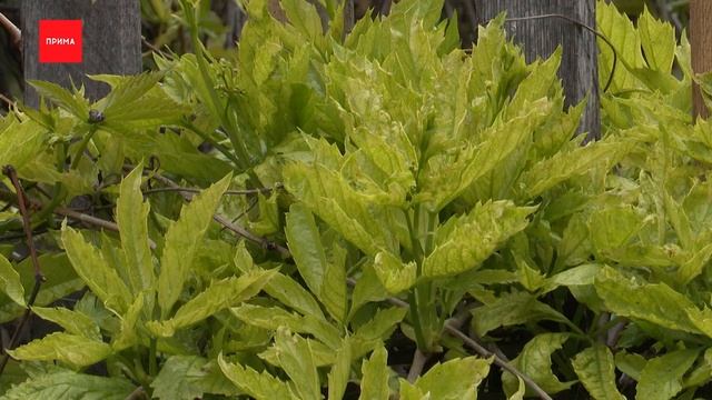 Джентльмен у дачи: инспектируем участок смотреть онлайн