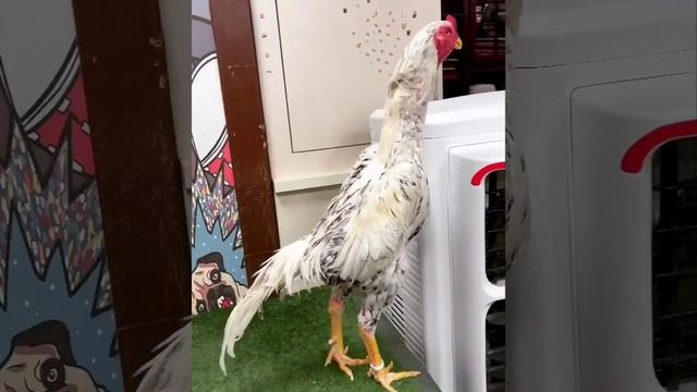 о шамо смотреть онлайн