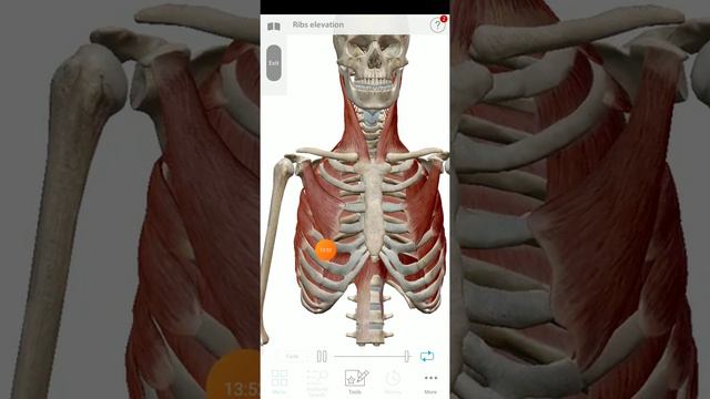 MSK / Session one/ pectoral region ( muscles) By Hasan Murphy смотреть онлайн