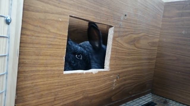 Кролики - как с ними подружиться/Имена для кроликов смотреть онлайн