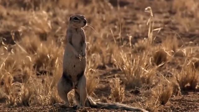 Snake King Cobra Vs Mongoose Real Fight Big Battle In The Desert Most Amazing Attack of Animals смотреть онлайн