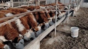 Откорм бычков. Казахский белоголовый на вольном содержаний