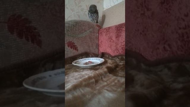 Домовой сыч Кузя употребляют мяско смотреть онлайн