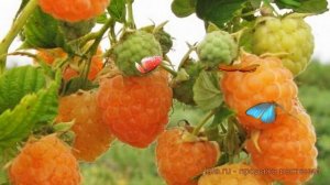 Малина ремонтантная Золотые купола (rubus idaeus) ? обзор: как сажать, саженцы малины Золотые купол